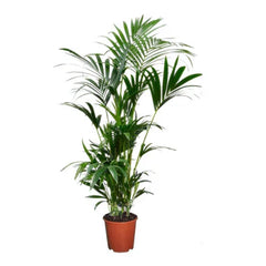 Collection image for: House plants