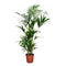 House plants