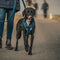 Dog Leash