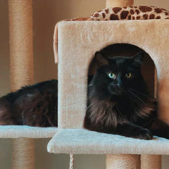 Collection image for: Scratching Post