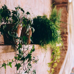 Collection image for: Small plants