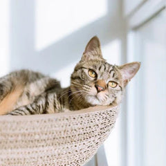 Collection image for: Cat Beds