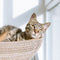 Cat Beds