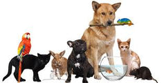 Collection image for: Animal care