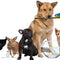 Animal care